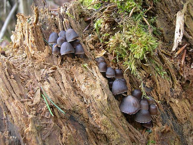 Le prime specie primaverili